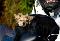 CÓMO LLEVAR A UNA MASCOTA EN MOTO